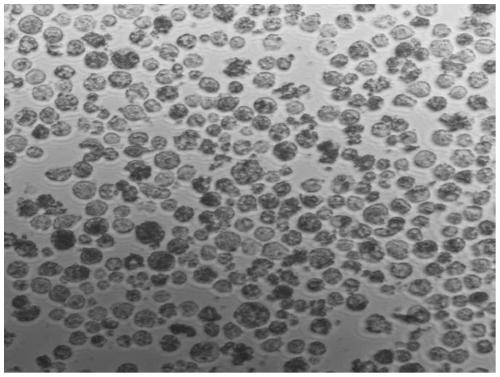 Sp2/0 cell immortality improvement based hybridoma technique