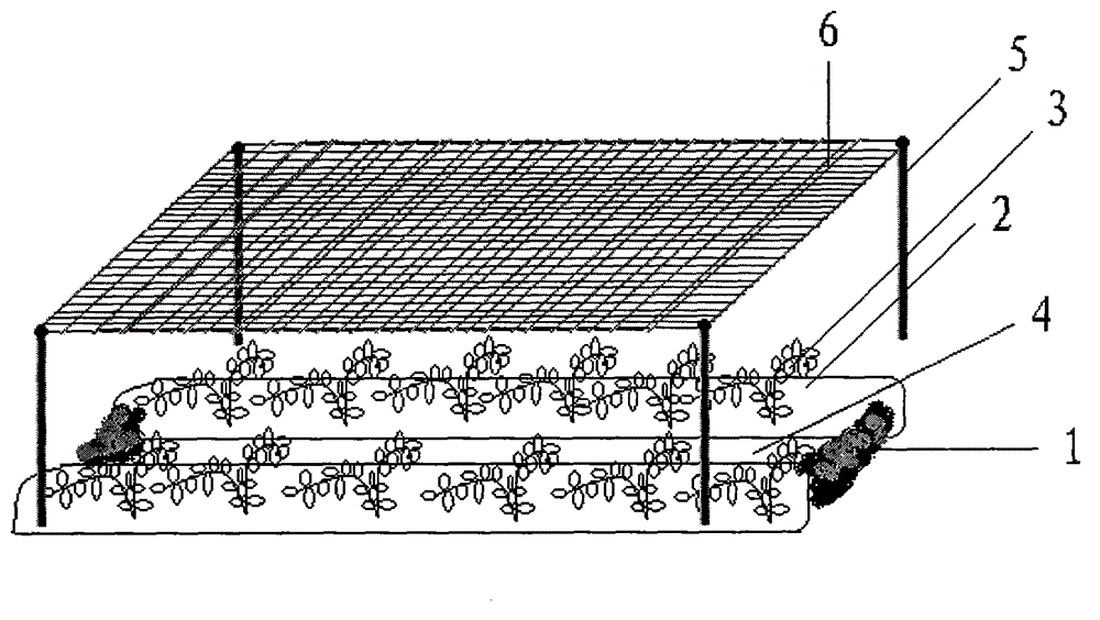 Cultivation method of water spinach