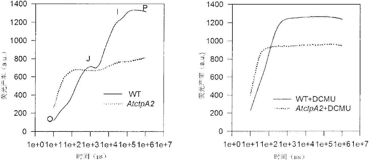 Application of protein ATCTPA2 related to photosynthesis