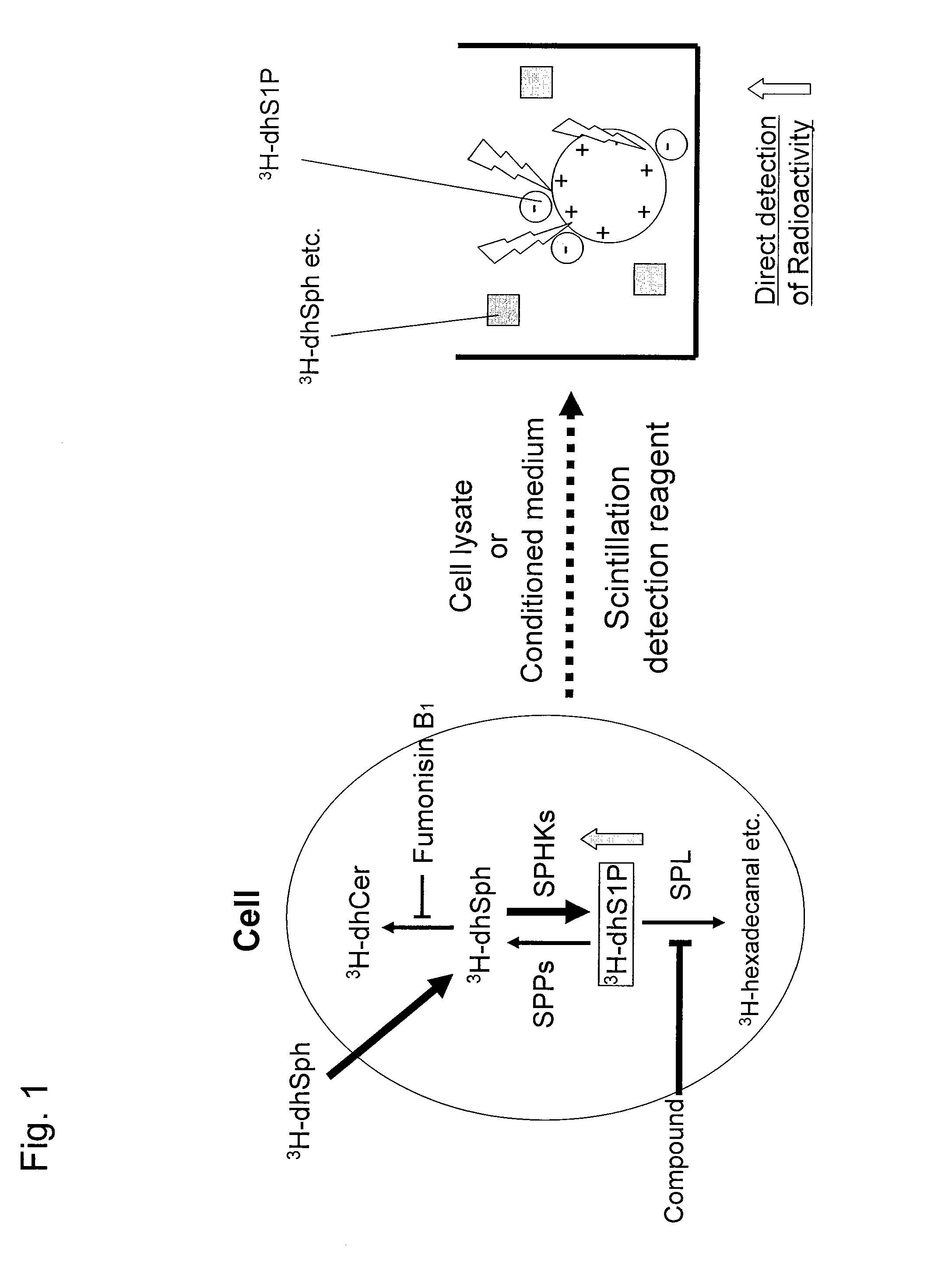 Method for screening for S1P lyase inhibitors using cultured cells