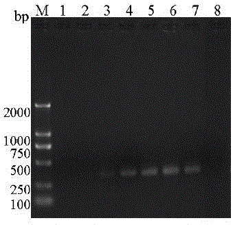 Specific primer pair for identifying spotted ampullaria gigas in assisted manner and application of specific primer pair