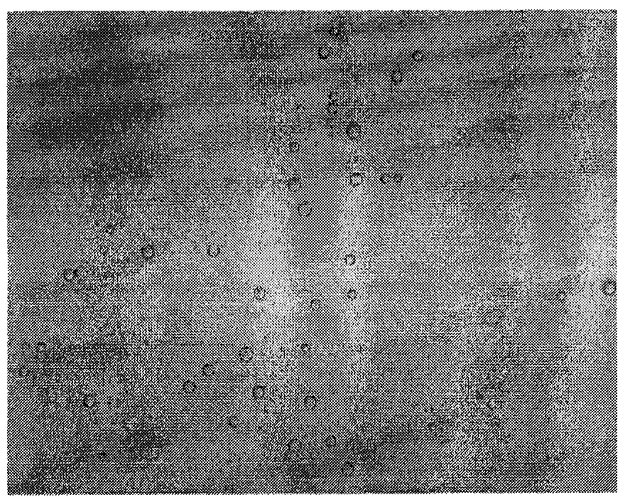 Curcumin glutin microsphere and preparation thereof