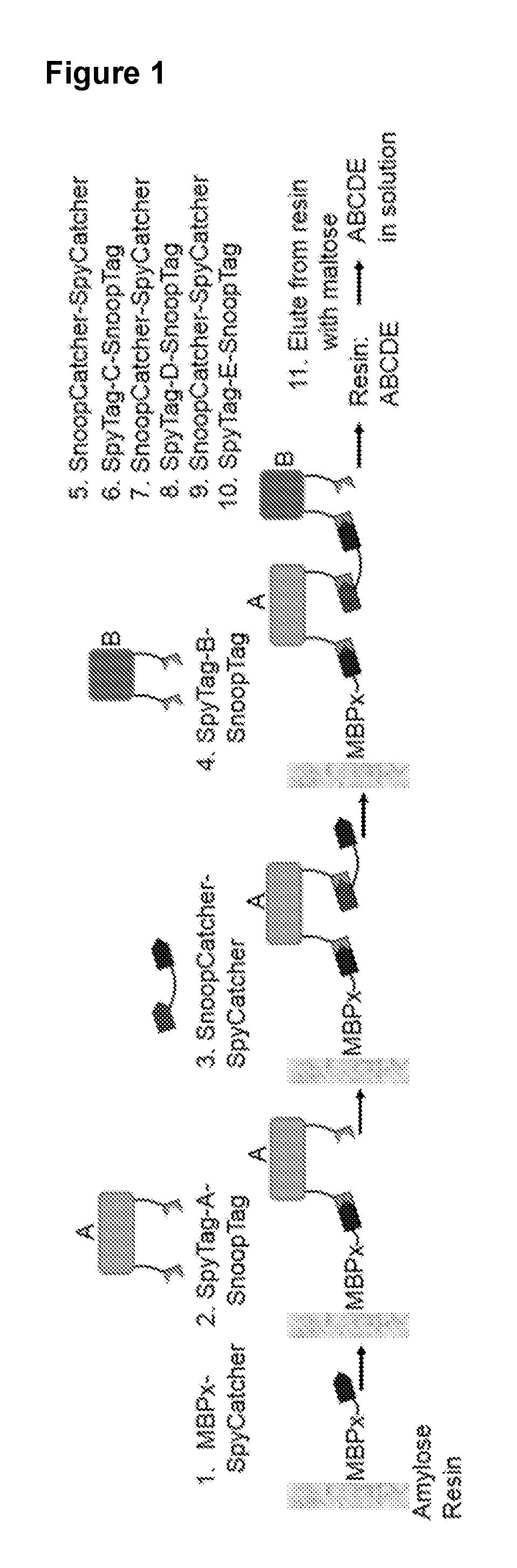 Methods and products for fusion protein synthesis