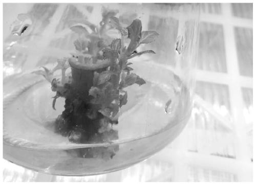 Efficient starting culture medium for directly inducing tetraploid paulownia large-field stem segment to re-grow adventitious buds, and application