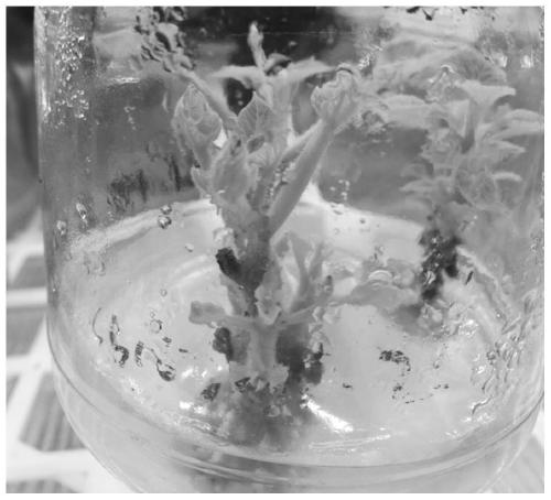 Efficient starting culture medium for directly inducing tetraploid paulownia large-field stem segment to re-grow adventitious buds, and application