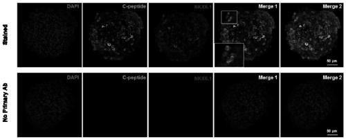 Immunofluorescence staining method for paraffin embedded three-dimensional suspension cell clusters