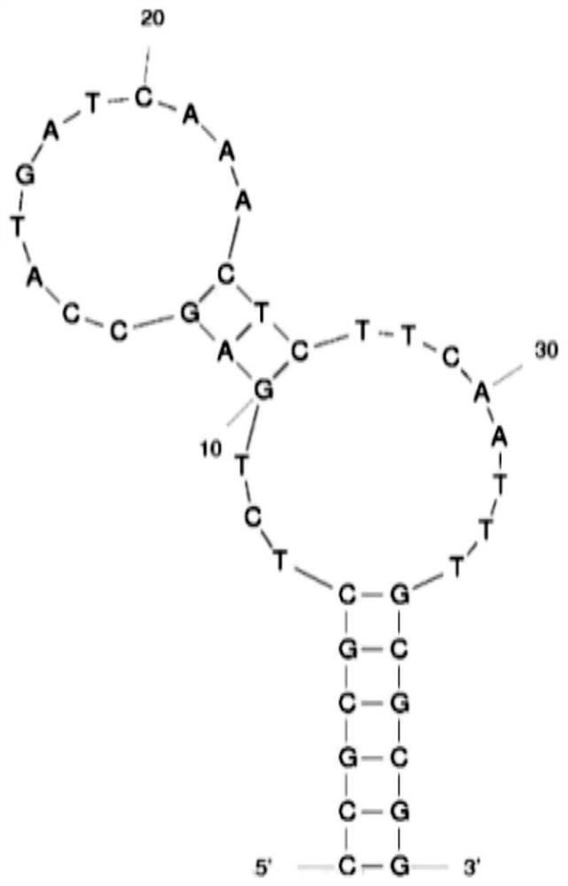 Detection method for inhibiting escherichia coli in-vitro transcriptional activity by bacterial transcription inhibitor