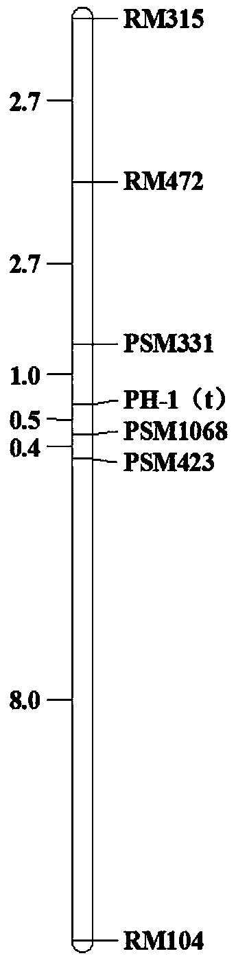 SSR (simple sequence repeat) molecular marker L10 closely linked with rice high stalk QTL as well as application thereof