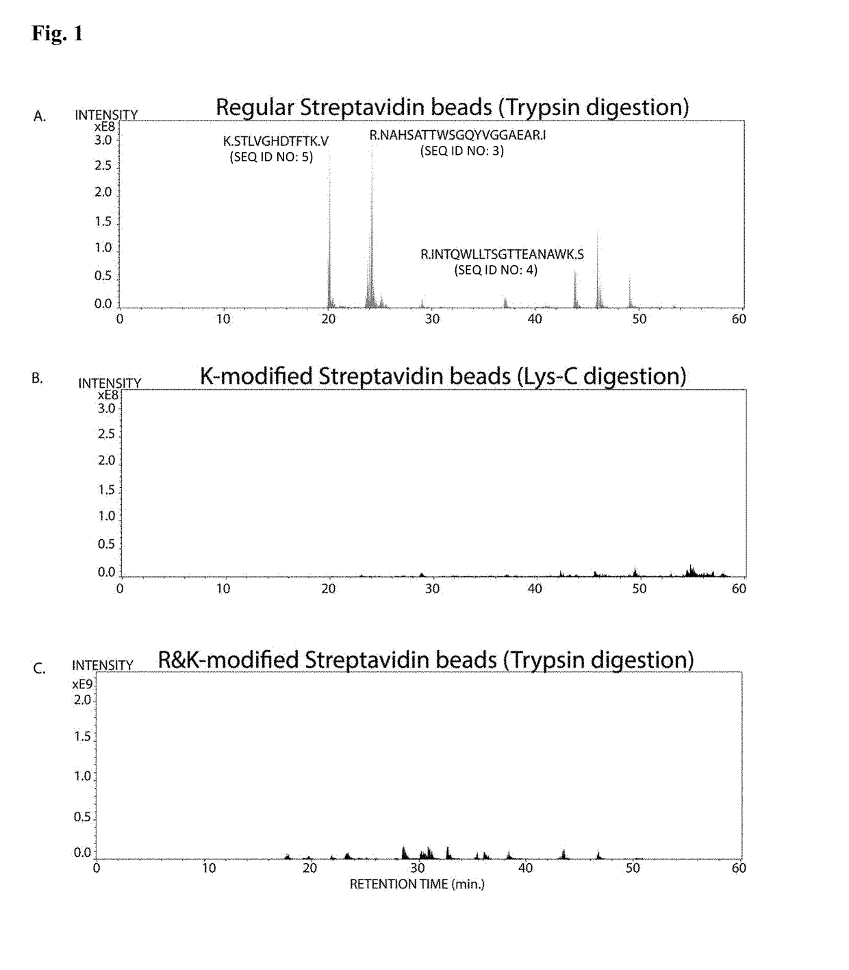 Protease-resistant streptavidin