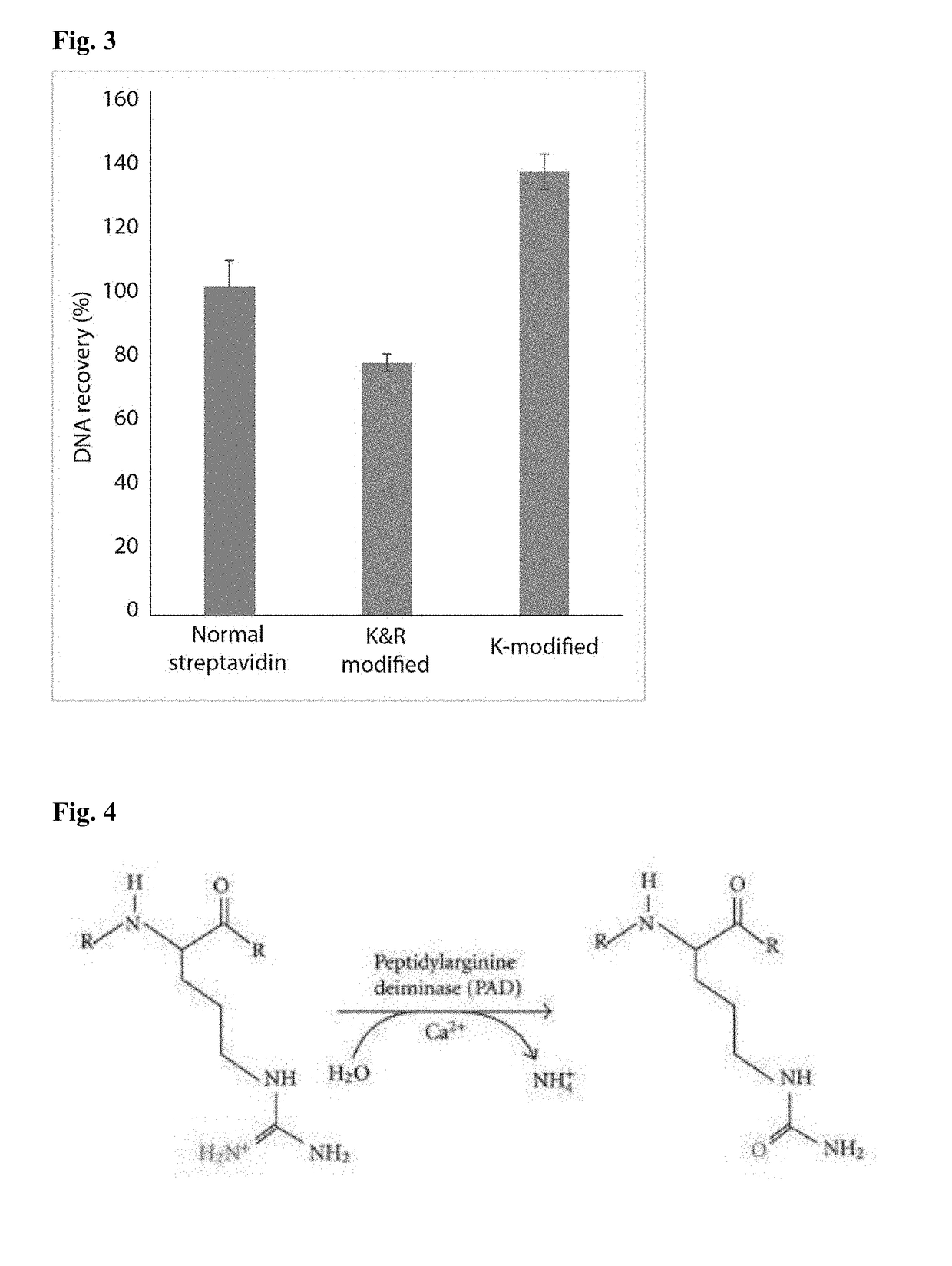 Protease-resistant streptavidin