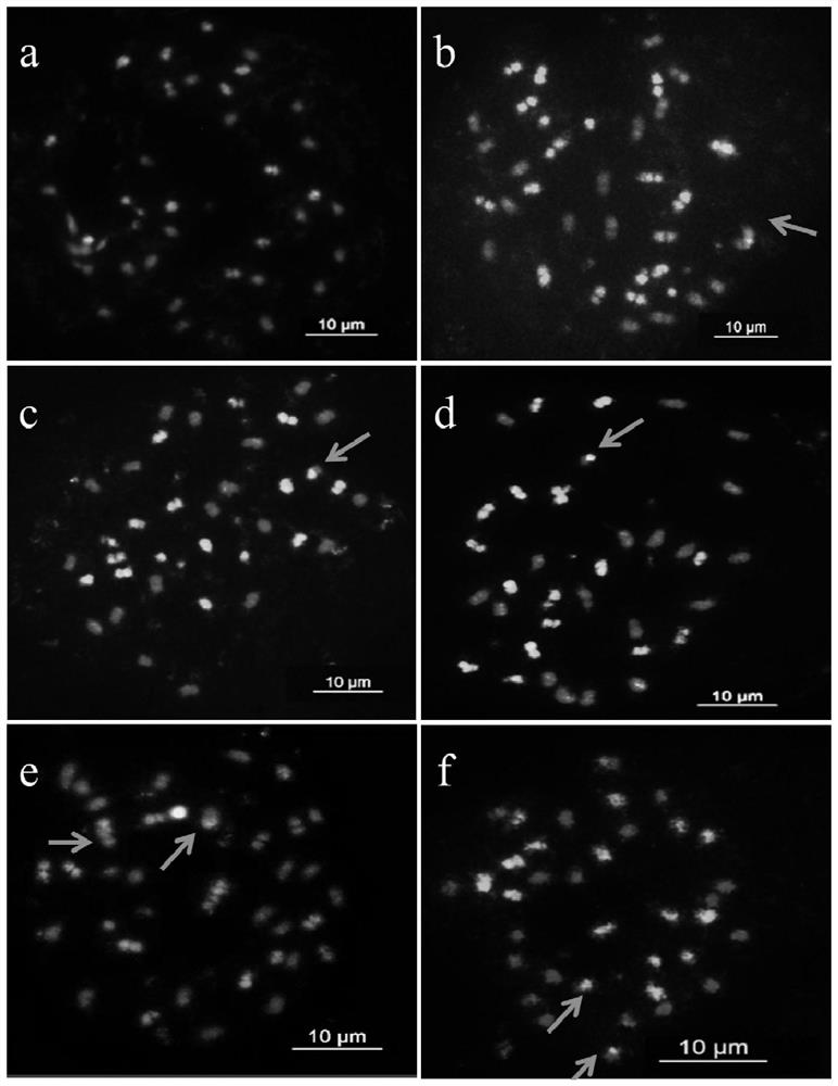 A method for creating and identifying a chromosomal translocation line between a and b genomes of peanut