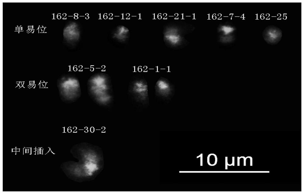 A method for creating and identifying a chromosomal translocation line between a and b genomes of peanut