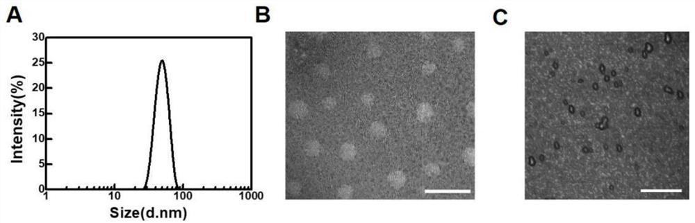 A peptide nanoparticle capable of lysosome escape and its preparation method and application