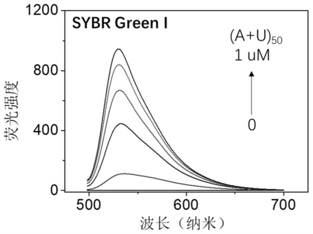 Application of fluorescent probe with dual fluorescence emission in RNA detection