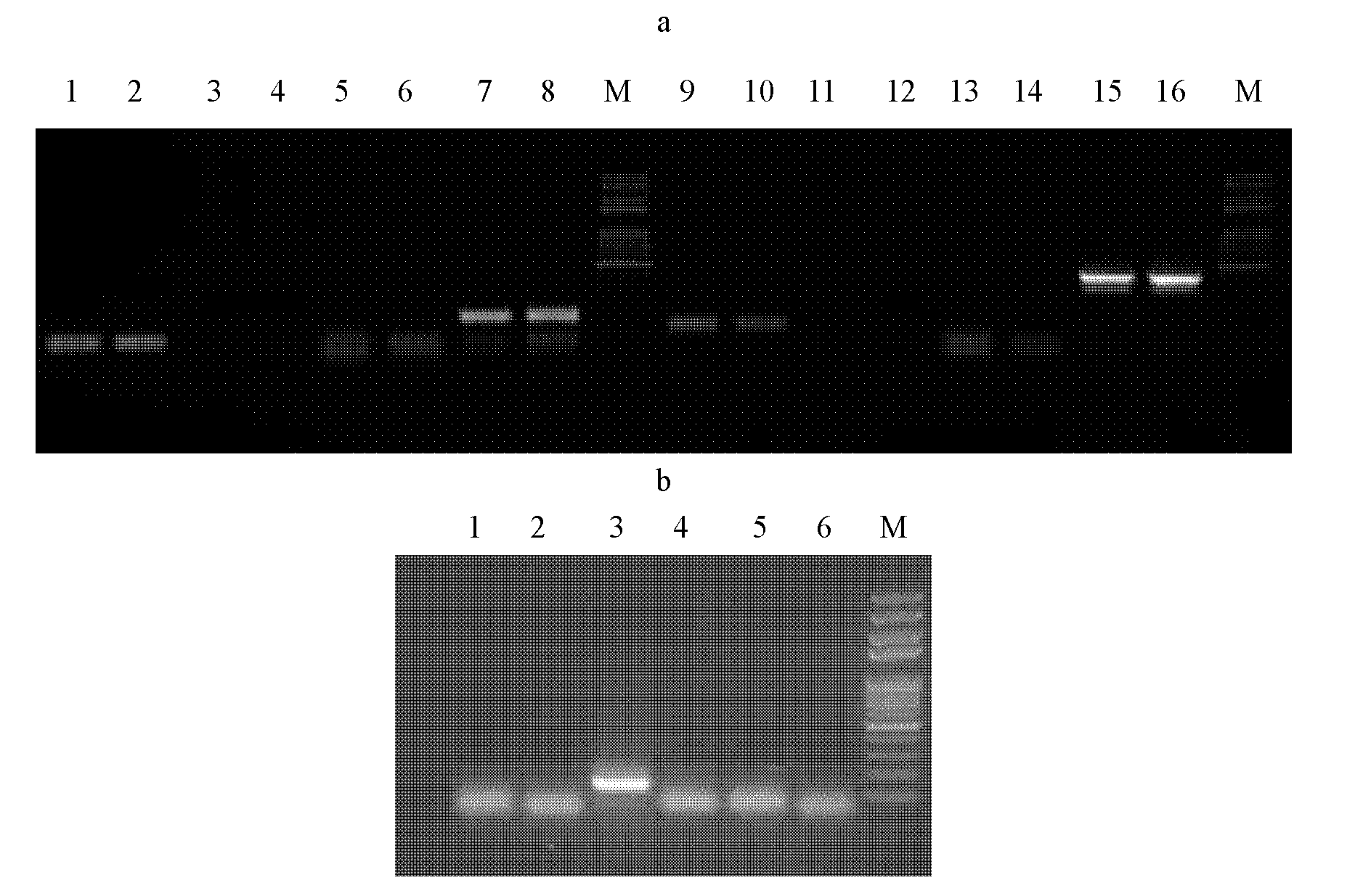 One-step multiplex reverse transcription-polymerase chain reaction (RT-PCR) method for detecting turnip mosaic virus and special primers for method