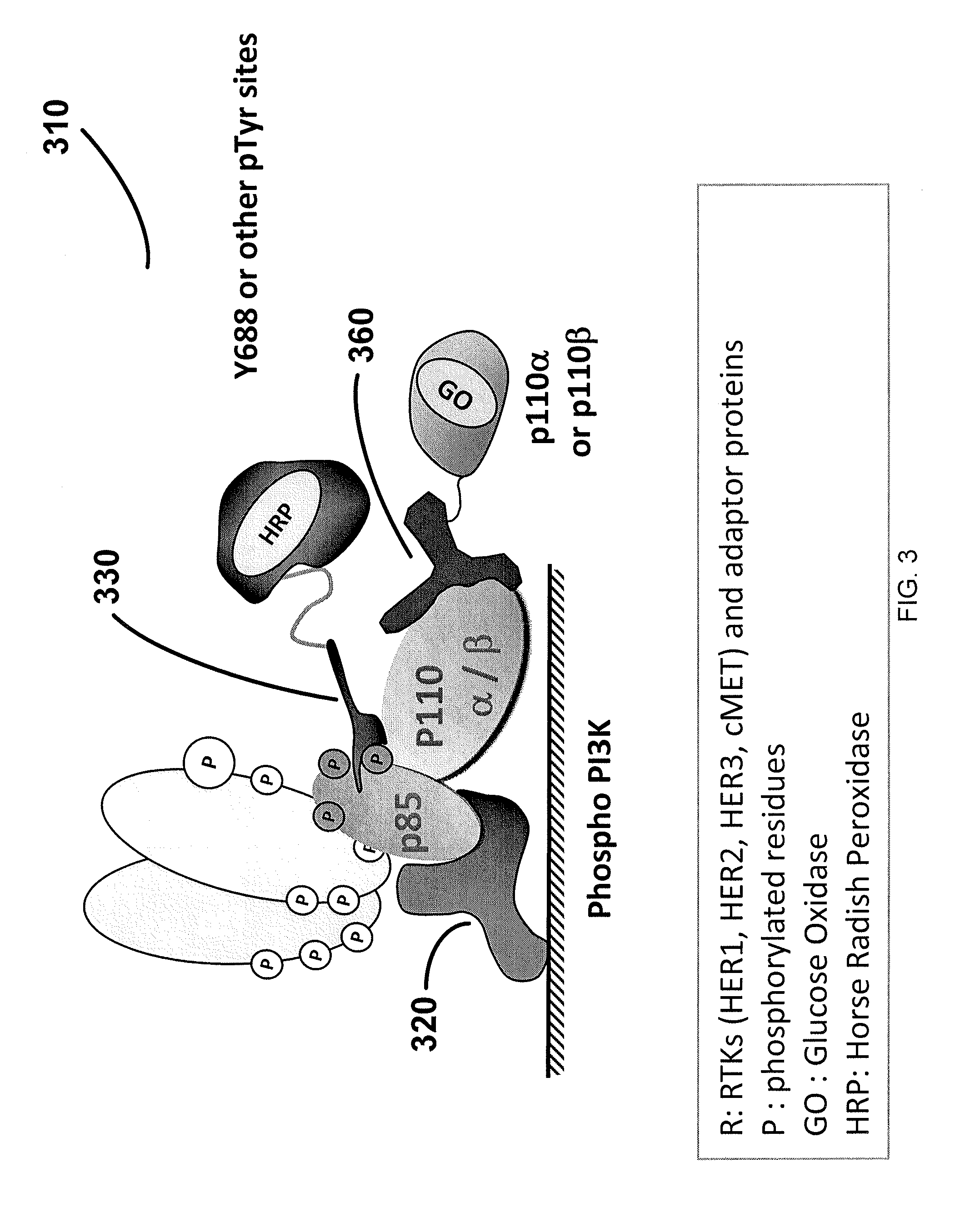 Profiling of signal pathway proteins to determine therapeutic efficacy