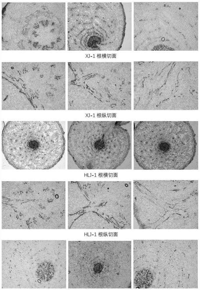 Method for detecting breast duct of root tissue of kok-saghyz plant by freezing slide preparation technology