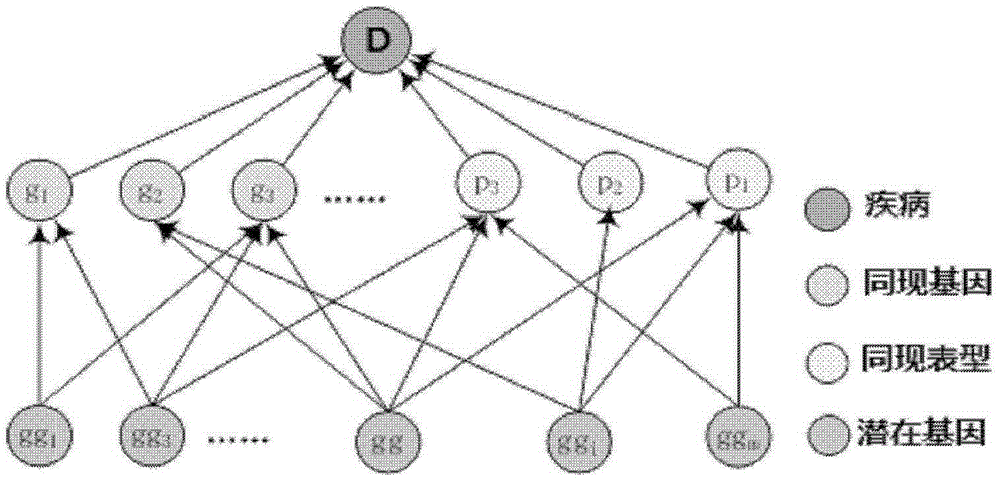 Acquisition method of potential disease-associated genes based on multi-source information fusion