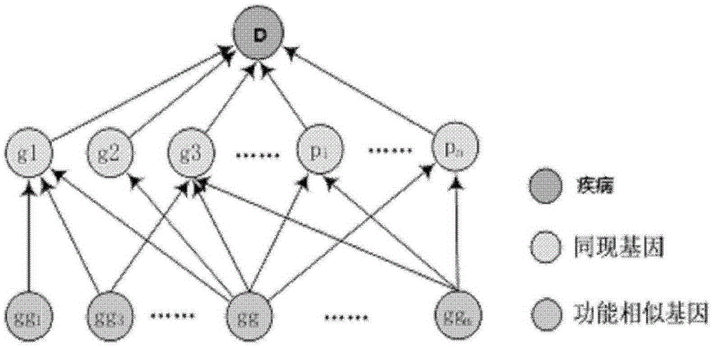 Acquisition method of potential disease-associated genes based on multi-source information fusion