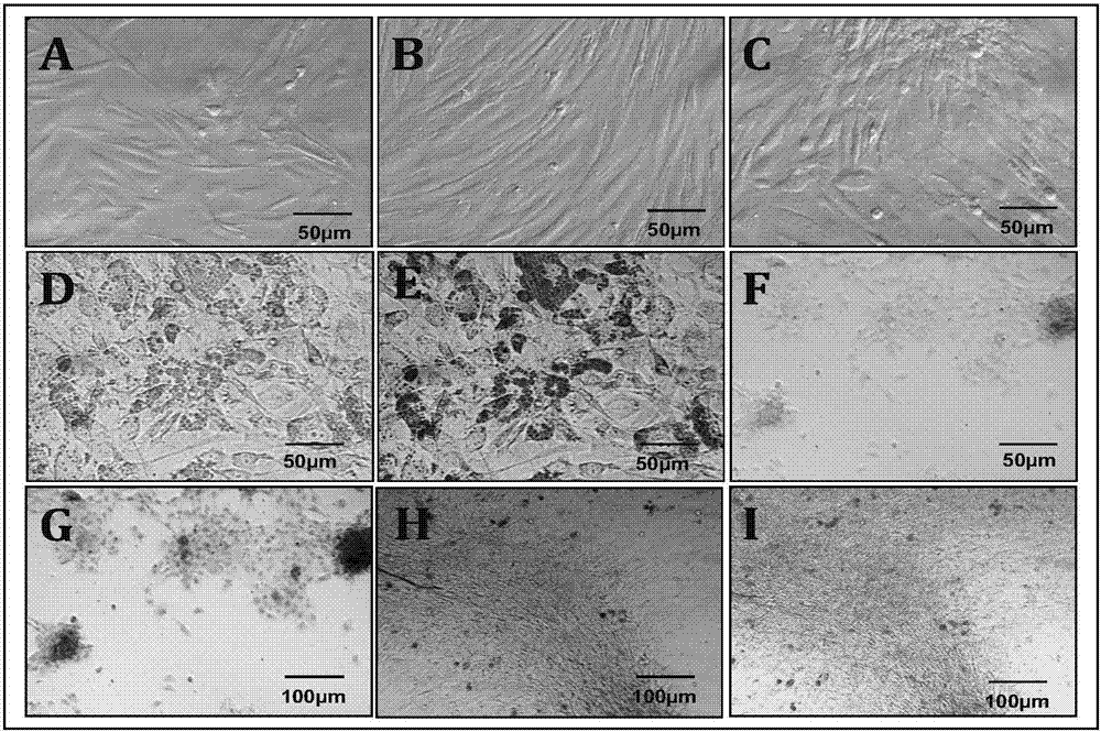 Preparation and clinical applications of cytokine-rich fat-derived stromal cell composite transplantation material