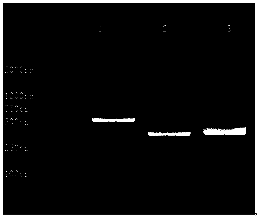 CD123 single domain antibody, nucleic acid sequence, expression vector and kit