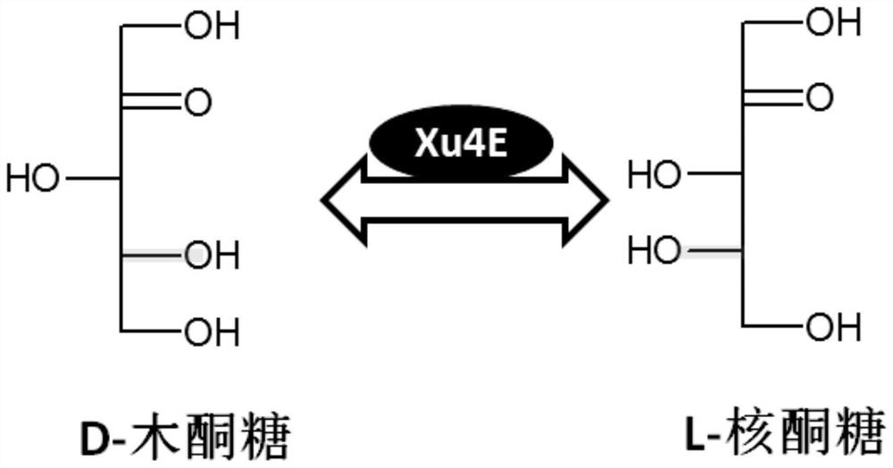 D-xylulose 4-epimerase, mutant and application thereof