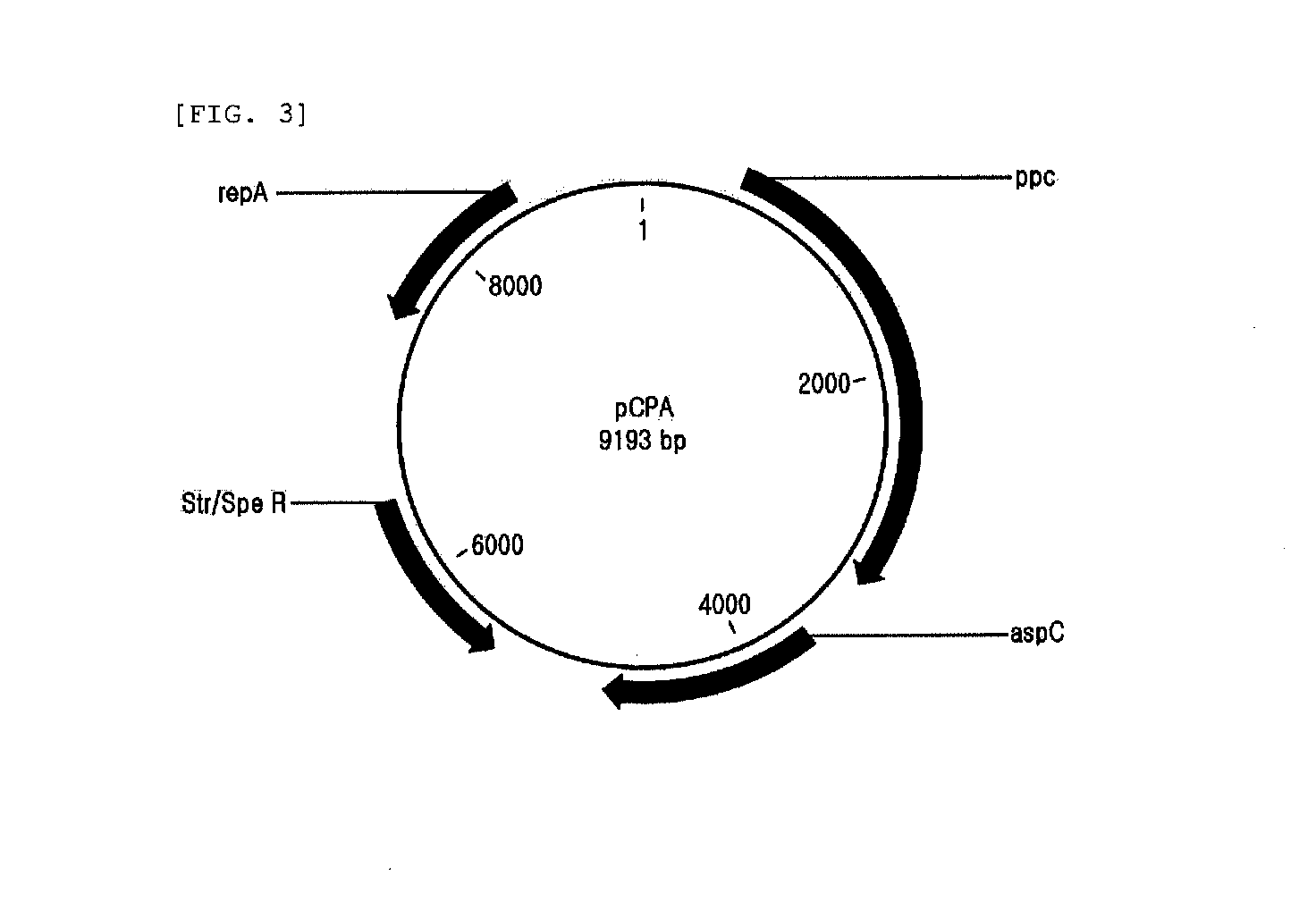 Recombinant microorganism producing quinolinic acid and a method for producing quinolinic acid using the same