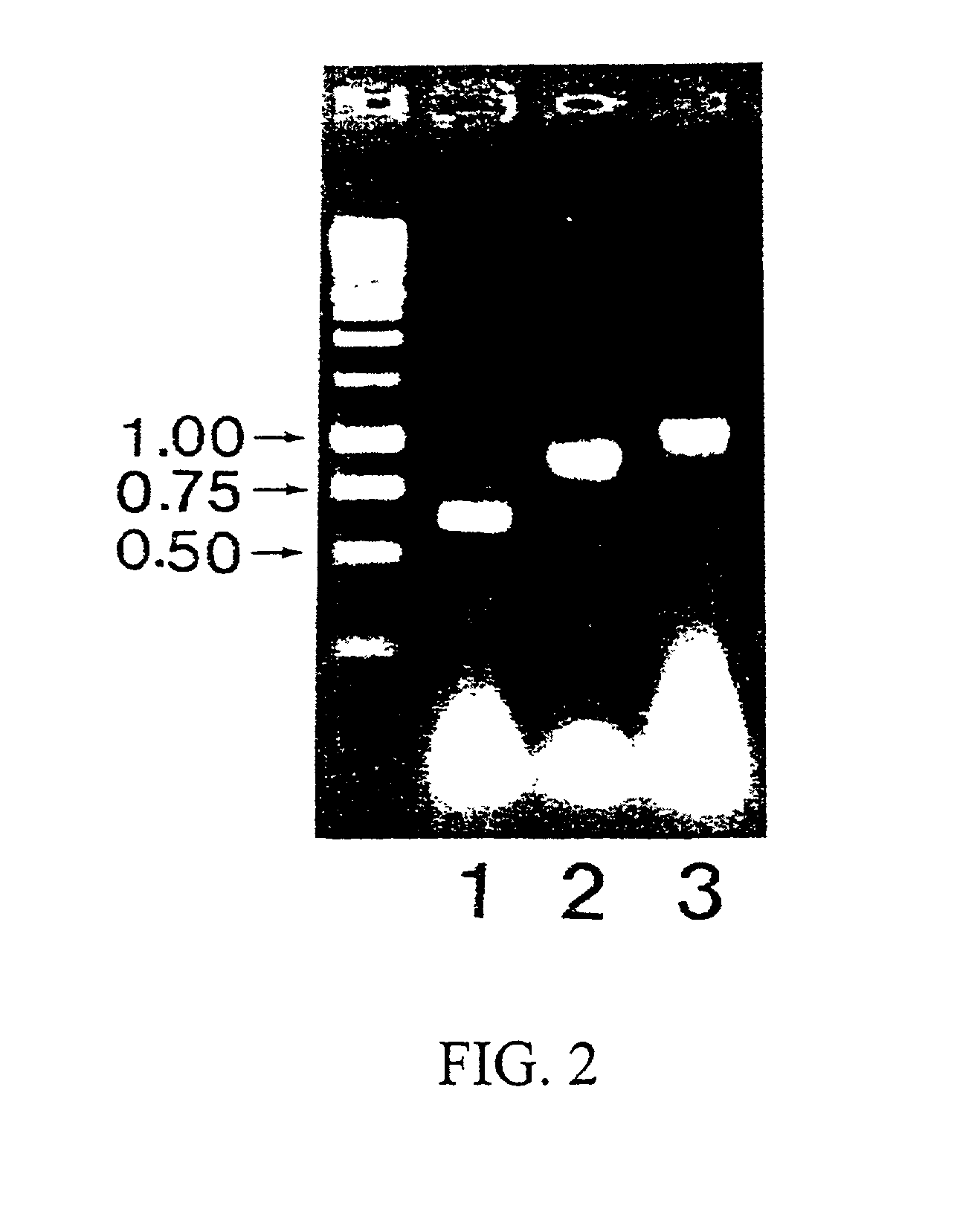 Nucleic acids and proteins of a rat ganglioside GM1-specific alpha 1-2 fucosyltransferase and uses thereof