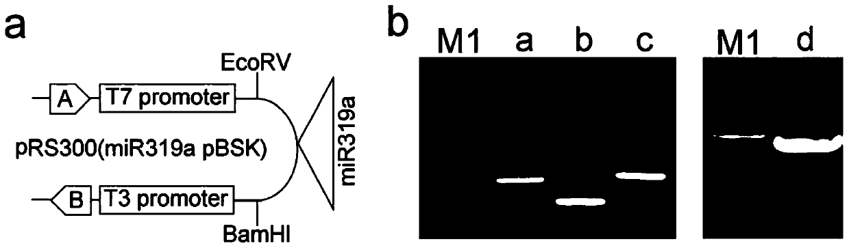 A method for improving salt tolerance and waterlogging tolerance of cut chrysanthemum by transfecting cmsos1 gene