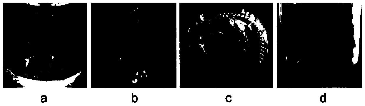 A method for improving salt tolerance and waterlogging tolerance of cut chrysanthemum by transfecting cmsos1 gene