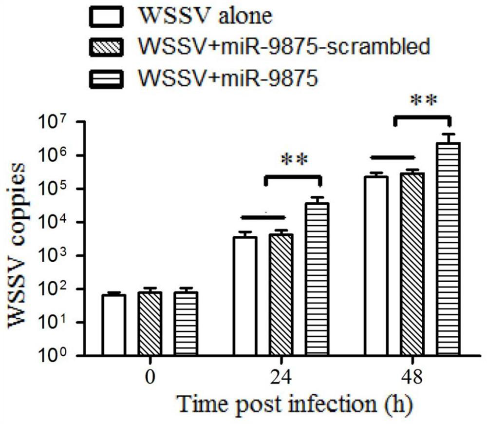 Application of antisense nucleic acid amo-mir-9875 in preparation of anti-white spot syndrome virus preparation