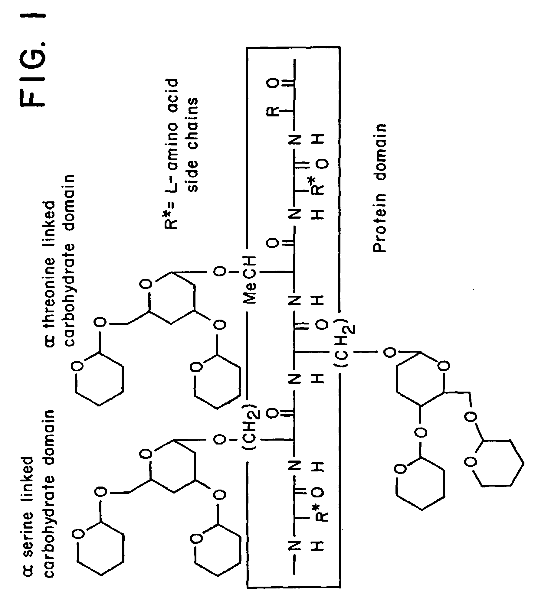 alpha-O-linked glycoconjugates, methods of preparation and uses thereof