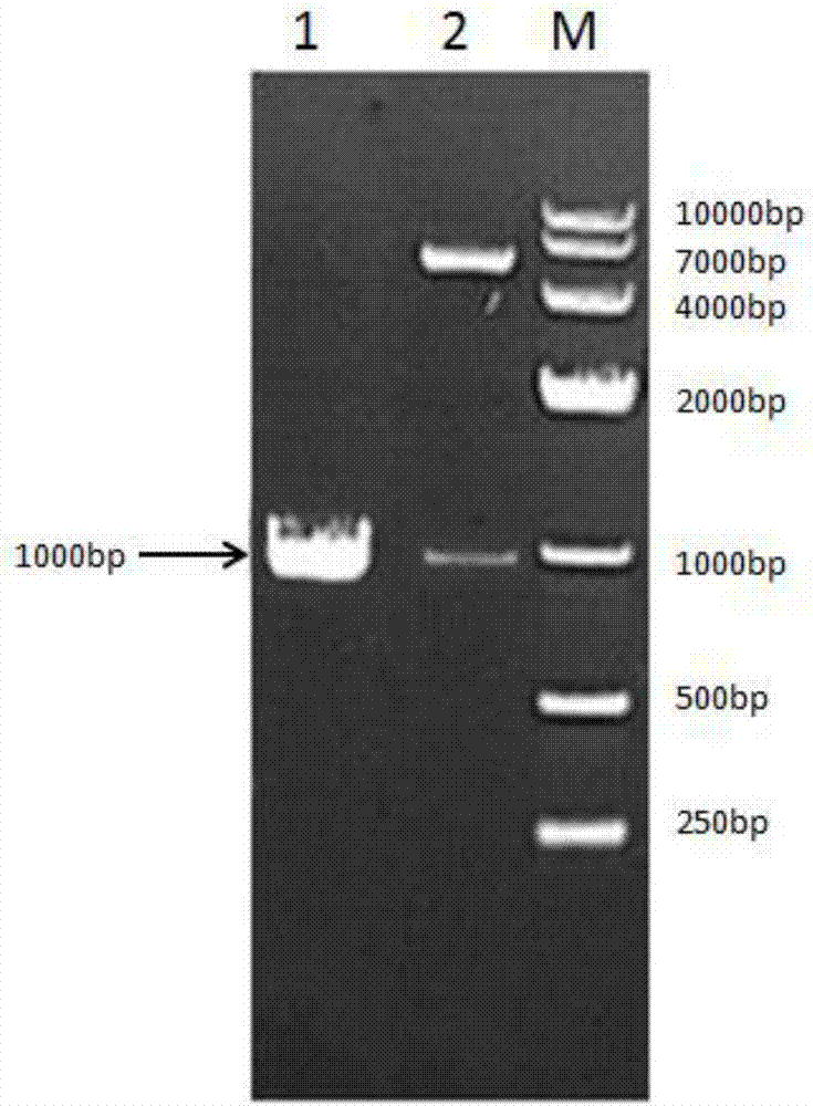 Recombinant bovine long-term interferon and fusion protein for preparing same and preparation method of recombinant bovine long-term interferon