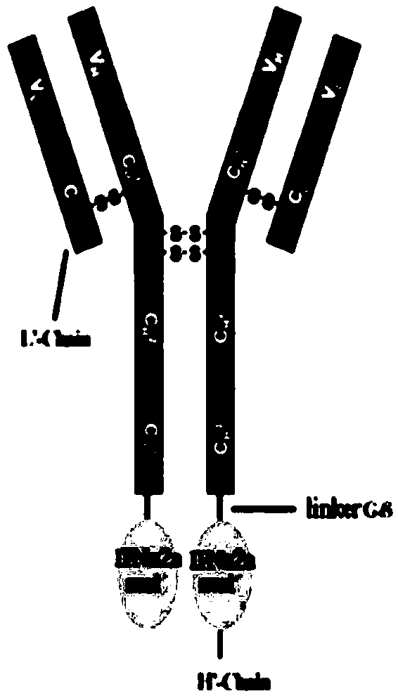 Interferon mutant, interferon mutant fusion antibody, and preparation method and application thereof