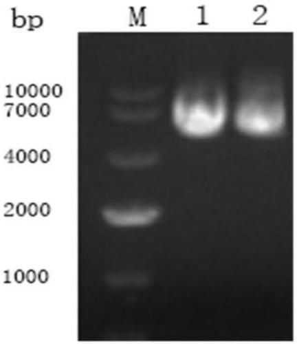 Interferon mutant, interferon mutant fusion antibody, and preparation method and application thereof