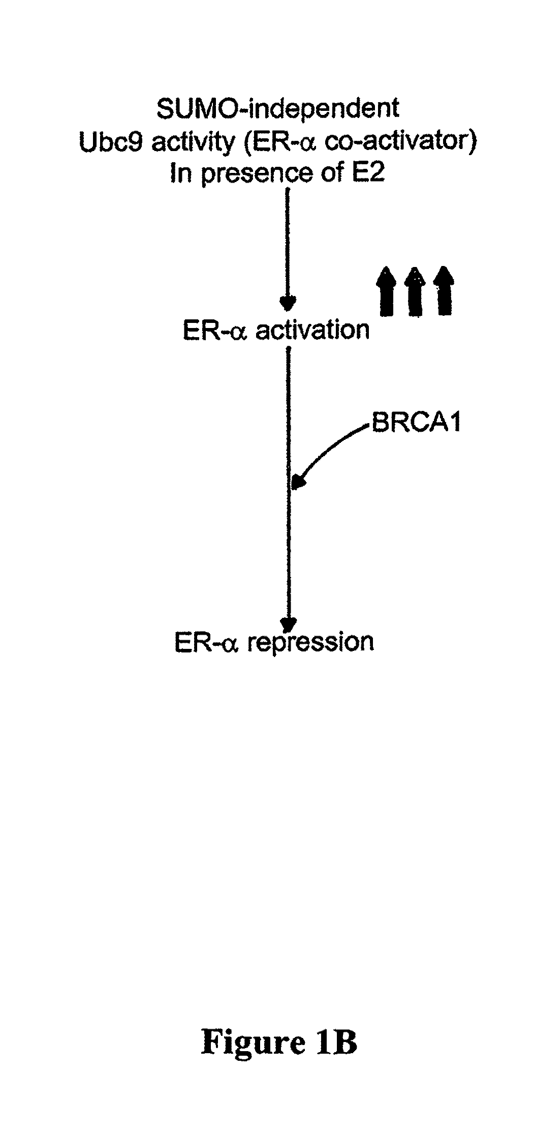 BRCA1 function-based cellular assays