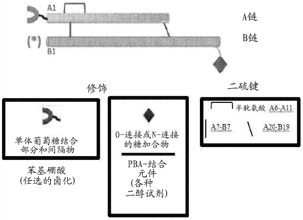 Insulin analogues containing a glucose-regulated conformational switch