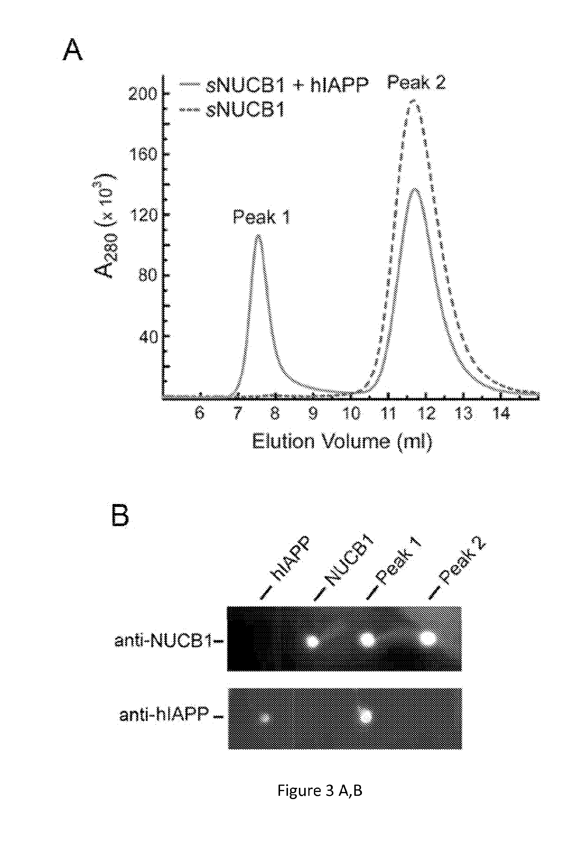 Amyloid Protofibril Antibodies and Methods of Use Thereof