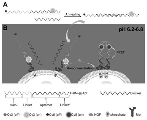I-motif recombination mediated FRET probe and application thereof in in-situ imaging of cancer cell surface protein homodimerization