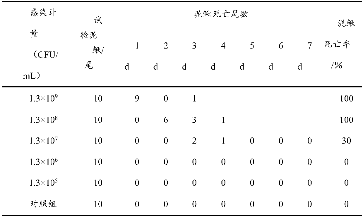 Preparation and use methods of loach aeromonas varonii vaccine