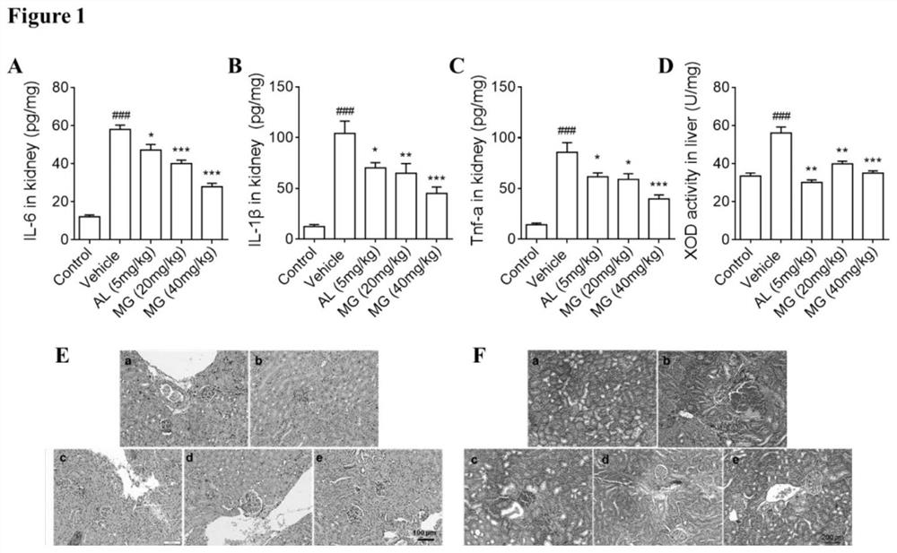 Application of MG in preparation of NLRP3 pathway inhibitor for hyperuricemia nephropathy and/or gouty arthritis