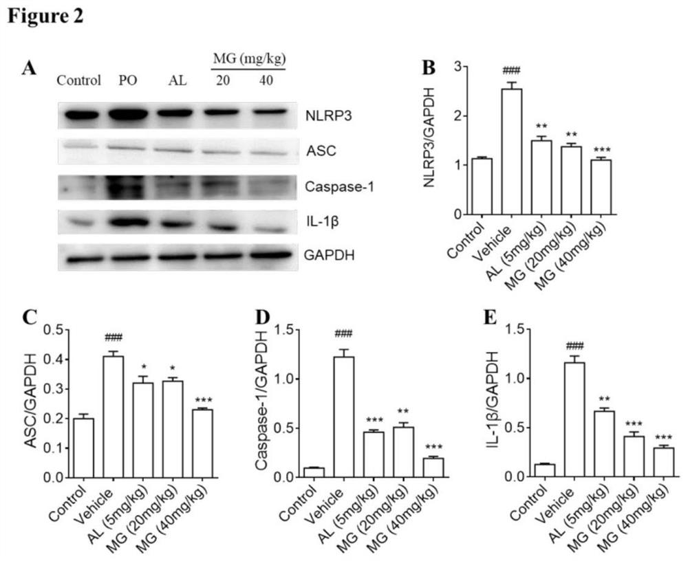 Application of MG in preparation of NLRP3 pathway inhibitor for hyperuricemia nephropathy and/or gouty arthritis