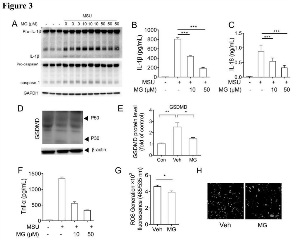 Application of MG in preparation of NLRP3 pathway inhibitor for hyperuricemia nephropathy and/or gouty arthritis