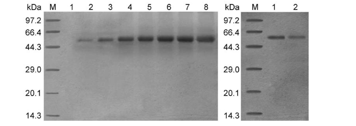 Pectate lyase PCPEL16 from phytophthora capsici, and coding gene and application thereof