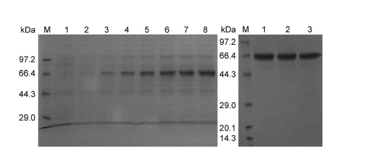 Pectate lyase PCPEL16 from phytophthora capsici, and coding gene and application thereof