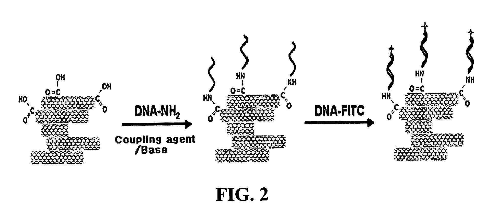 Method for fabricating a biochip using the high density carbon nanotube film or pattern