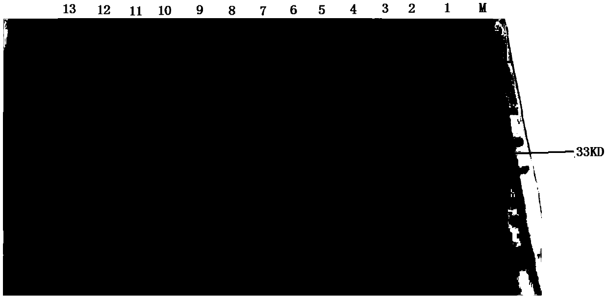 Recombinant β2 protein for inhibiting Clostridium perfringens infection and its preparation method and application