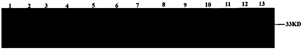 Recombinant β2 protein for inhibiting Clostridium perfringens infection and its preparation method and application