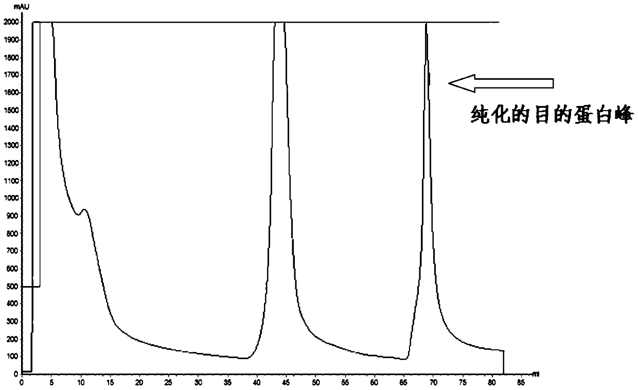 Recombinant β2 protein for inhibiting Clostridium perfringens infection and its preparation method and application