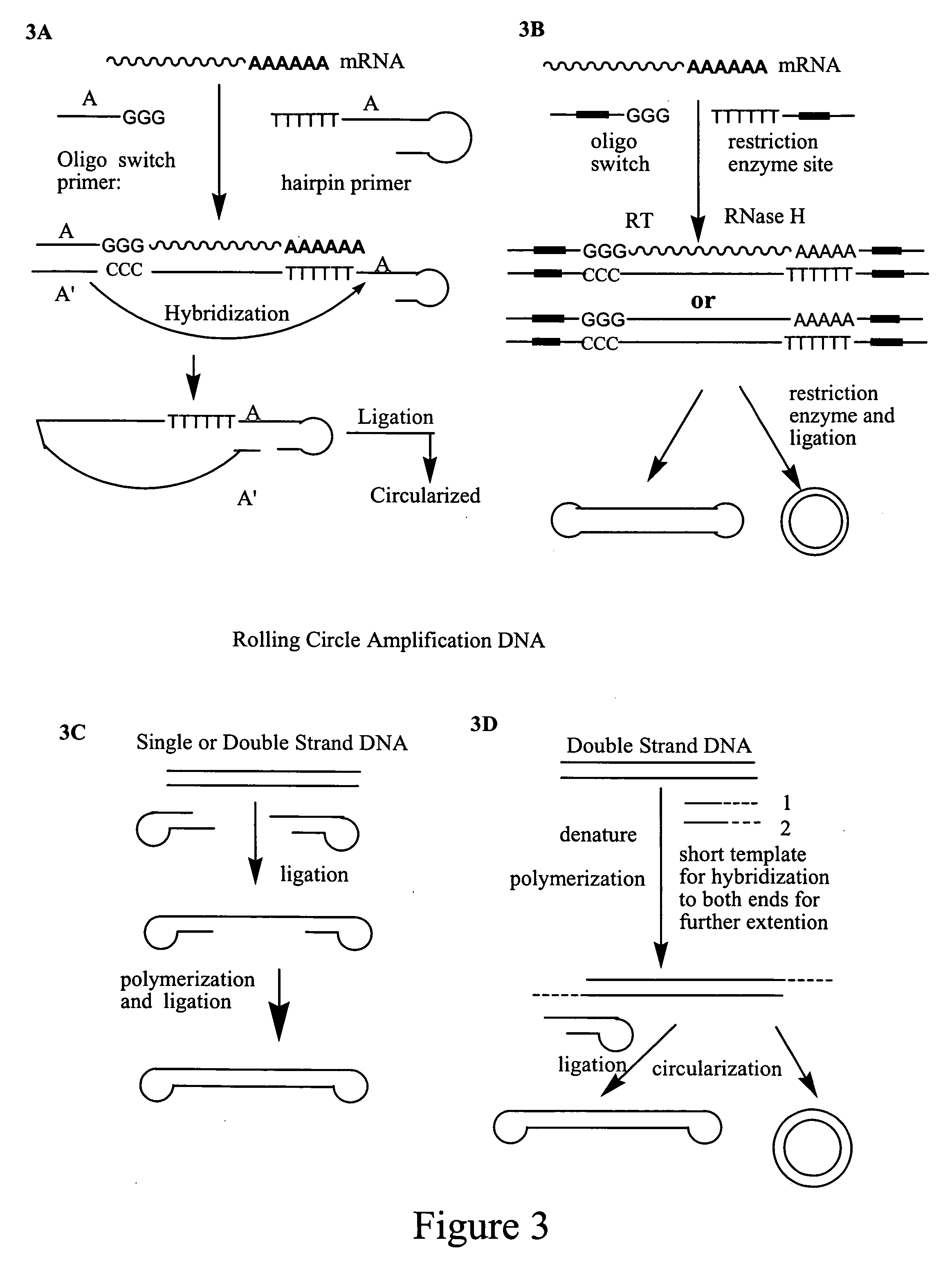 Amplification of polynucleotides by rolling circle amplification